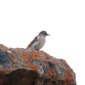 Water Pipit