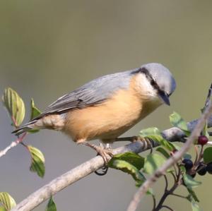 Wood Nuthatch