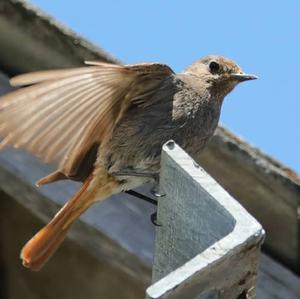 Black Redstart