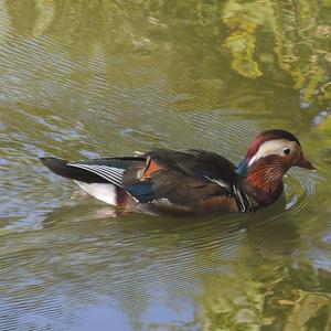 Mandarin Duck