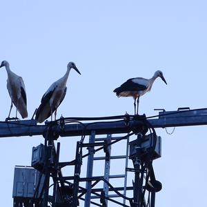 White Stork