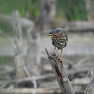 Green Heron