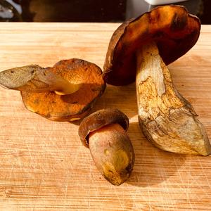 Dotted-stem Bolete