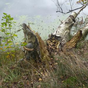 Tinder Polypore
