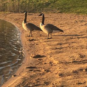 Canada Goose