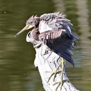 Tricoloured Heron