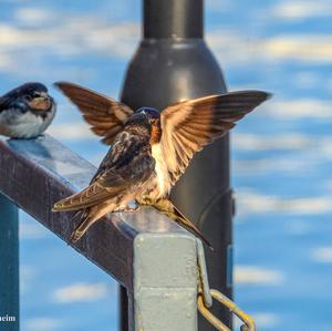 Sand Martin