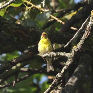 European Serin