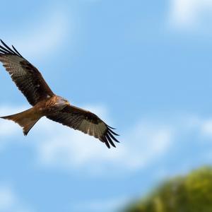 Red Kite