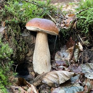 King Bolete