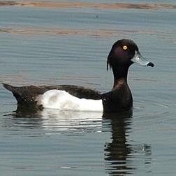 Tufted Duck