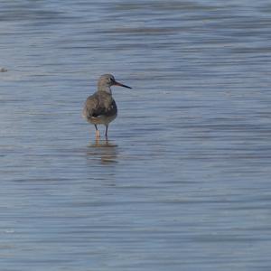 Common Redshank