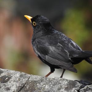 Eurasian Blackbird