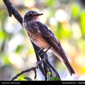 Tree Pipit