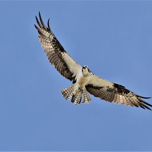 Osprey