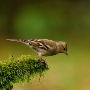 Eurasian Chaffinch