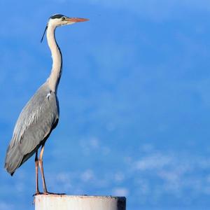 Grey Heron