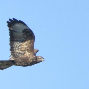 Common Buzzard