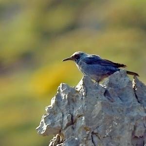 Blue Rock-thrush