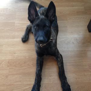 Unknown Breed