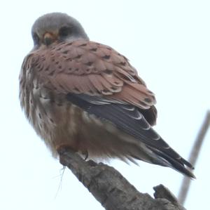 Common Kestrel