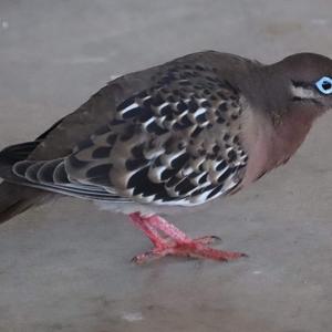 Galapagos Dove