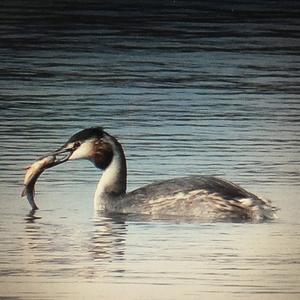 Great Crested Grebe