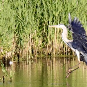 Grey Heron