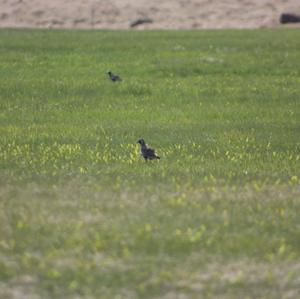 Eurasian Golden Plover