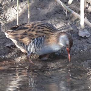 Water Rail