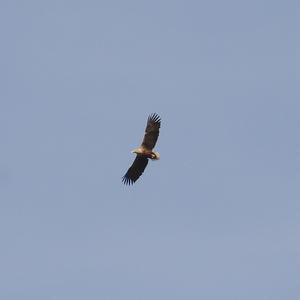 White-tailed Eagle