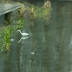 Great Egret