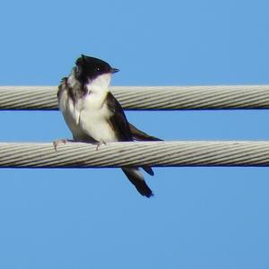 Northern House-martin