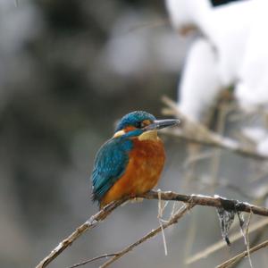 Common Kingfisher