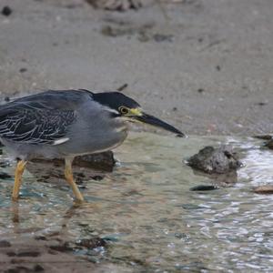 Striated Heron