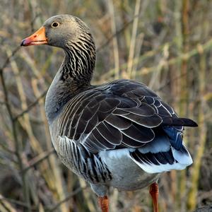 Greylag Goose