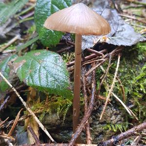 Mycena, Common