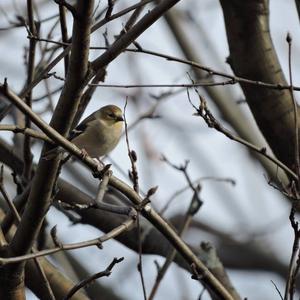 American Goldfinch