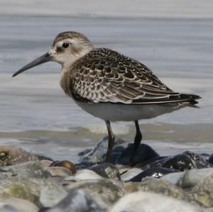 Dunlin