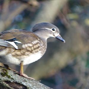 Mandarin Duck