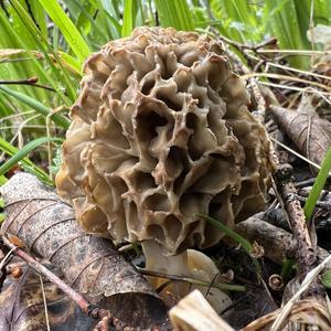 Yellow Morel