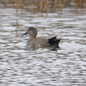 Gadwall