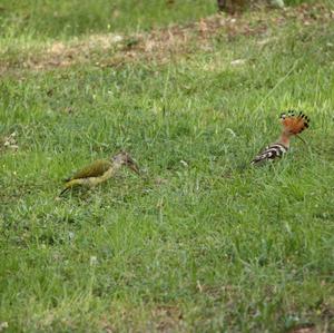 Eurasian Green Woodpecker