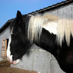 Gypsy Vanner Horse