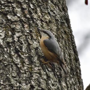 Wood Nuthatch