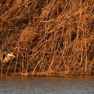 Grey Heron