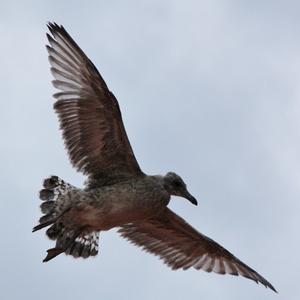 Herring Gull