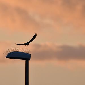 Common Kestrel