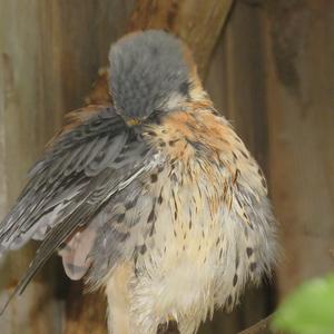 American Kestrel