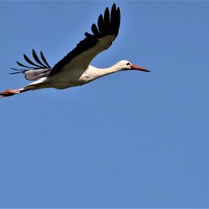 White Stork